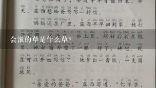 会滚的草是什么草？