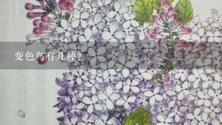 变色鸟有几种？