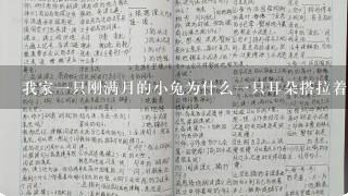 我家1只刚满月的小兔为什么1只耳朵搭拉着