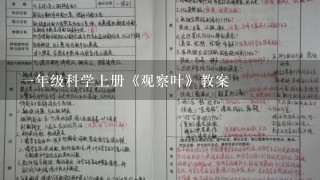 1年级科学上册《观察叶》教案