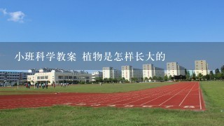 小班科学教案 植物是怎样长大的