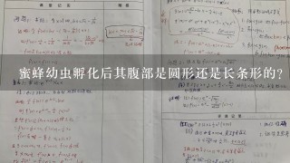 蜜蜂幼虫孵化后其腹部是圆形还是长条形的