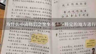 为什么小动物们会聚集在一个特定的地方进行交流和分享知识呢