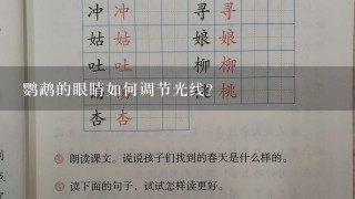 鹦鹉的眼睛如何调节光线?