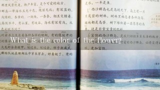 What is the color of the flower?